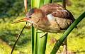 Least Bittern-4